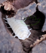 Load image into Gallery viewer, White Isopods for sale clean up crew for reptiles
