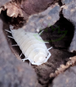 White Isopods for sale clean up crew for reptiles