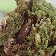 Load image into Gallery viewer, yellow and purple t+ albino isopods on moss
